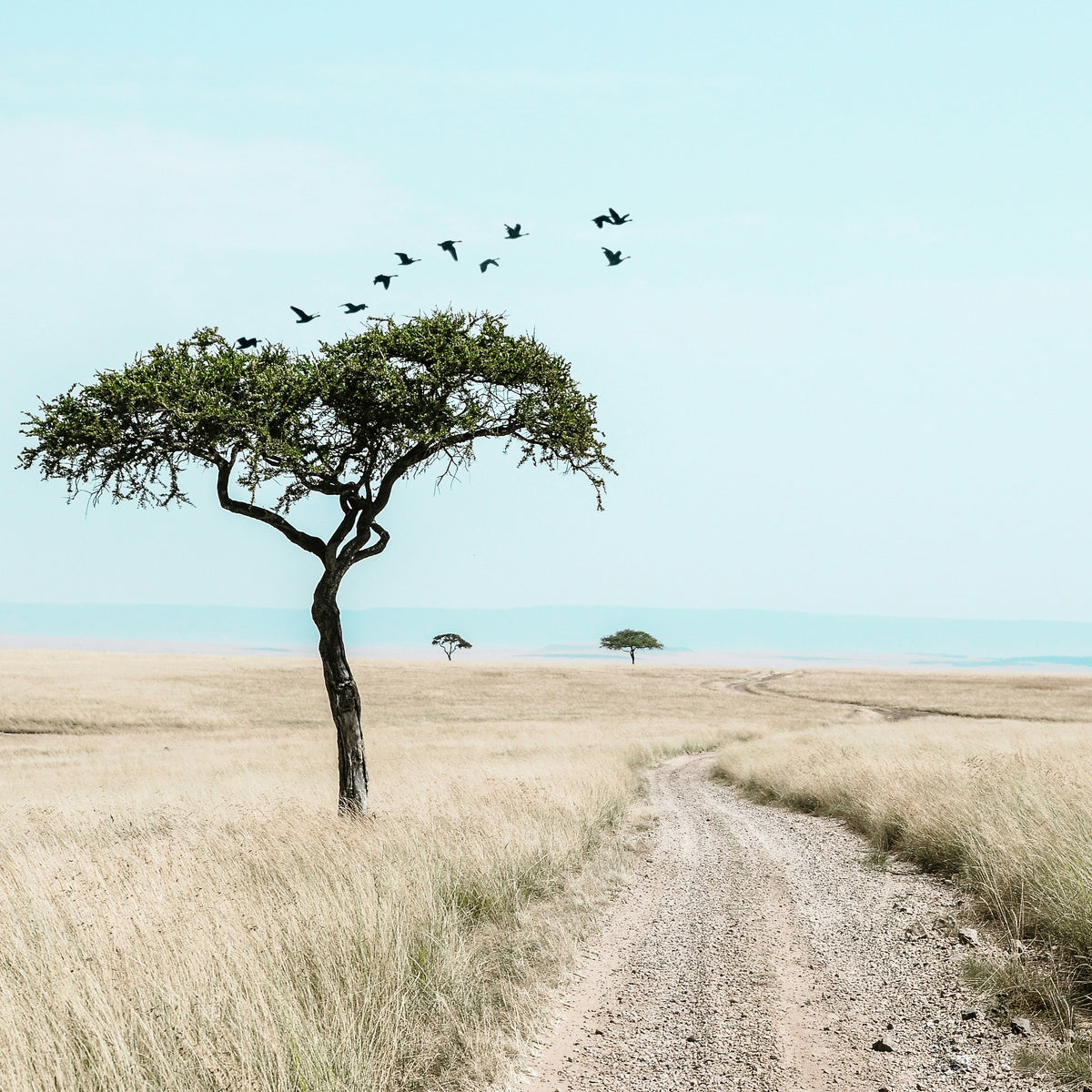 Una vela, un árbol